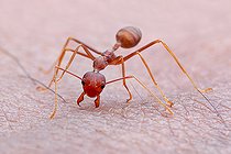Biosphoto | 2391954 | Weaver ant (Oecophylla smaragdina) bite my skin. | &copy; Husni Che Ngah / Biosphoto