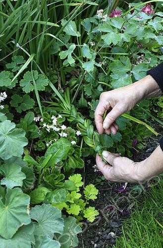 Biosphoto | 1493920 | Weaving of Narcissus leaves in a garden | &copy; Gilles Le Scanff & Joëlle-Caroline Mayer / Biosphoto