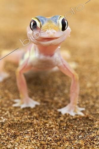 Biosphoto | 1370449 | Web-footed Gecko in the Namib-Naukluft National Park | &copy; Martin Harvey / Biosphoto