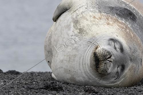Biosphoto | 2611759 | Weddell seal (Leptonychotes weddellii) resting on a beach, Cape Evans, Ross Island, Antarctica | &copy; Raphaël Sané / Biosphoto
