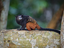 Biosphoto | 2608913 | Wedell's Saddle-back Tamarin (Leontocebus weddelli), Madre de Dios, Peru | &copy; Ignacio Yufera / Biosphoto