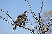 Biosphoto | 1448541 | Wedge tail eagle, Northern territory, australia | &copy; Ingo Schulz / imageBROKER / Biosphoto