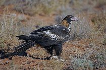 Biosphoto | 1449101 | Wedge tail eagle, Northern territory, australia | &copy; Ingo Schulz / imageBROKER / Biosphoto