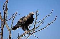 Biosphoto | 1461880 | Wedge tail eagle, Northern territory, australia | &copy; Ingo Schulz / imageBROKER / Biosphoto