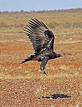 Biosphoto | 1529433 | Wedge tail eagle, Northern territory, australia | &copy; Ingo Schulz / imageBROKER / Biosphoto