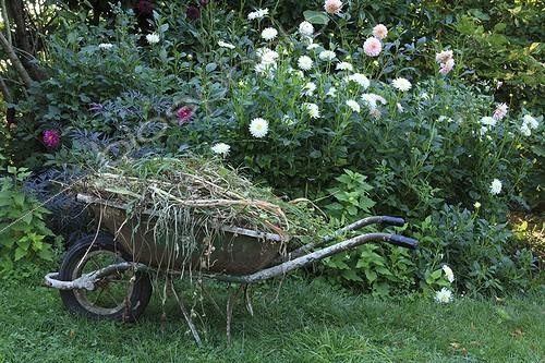 Biosphoto | 988932 | Weeding in a garden | &copy; Gilles Le Scanff & Joëlle-Caroline Mayer / Biosphoto