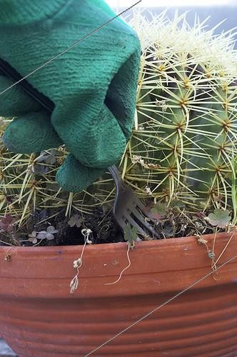 Biosphoto | 500796 | Weeding of a barrel cactus with a fork ; Tip Gardener not to bite. | &copy; Jean-Michel Groult / Biosphoto
