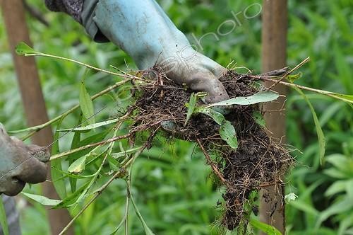 Biosphoto | 1991292 | Weeding of asters in a garden | &copy; Serge Lapouge / Biosphoto