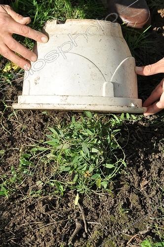 Biosphoto | 1994246 | Weeding of field bindweed by confinement under bucket | &copy; Serge Lapouge / Biosphoto