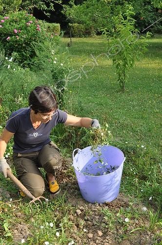 Biosphoto | 1991299 | Weeding of field bindweeds in a garden | &copy; Serge Lapouge / Biosphoto