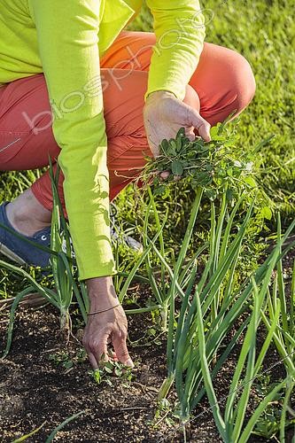 Biosphoto | 2459425 | Weeding onions in summer: they don't like competition and need full sunshine. | &copy; Jean-Michel Groult / Biosphoto