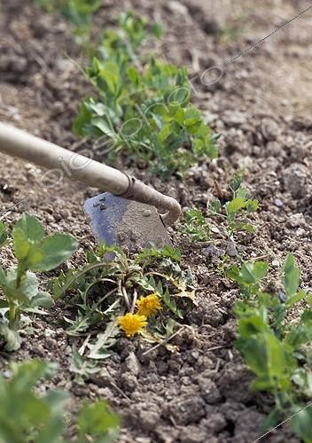 Biosphoto | 1600995 | Weeding with a hoe in a kitchen garden | &copy; Gilles Le Scanff & Joëlle-Caroline Mayer / Biosphoto