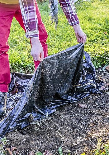 Biosphoto | 2440543 | Weeding with an opaque tarpaulin: Weeds such as bindweed are etiolated. | &copy; Jean-Michel Groult / Biosphoto
