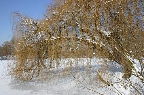 Biosphoto | 72954 | Weeping white willow under snow Poland ; City:  Katowice-Chorzow.  | &copy; André Pascal / Biosphoto