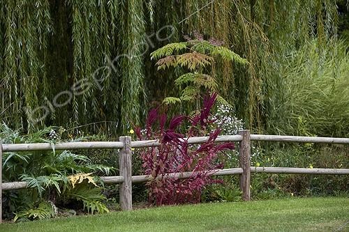 Biosphoto | 1139013 | Weeping willow and barrier Garden Martels France | &copy; Michel Gunther / Biosphoto