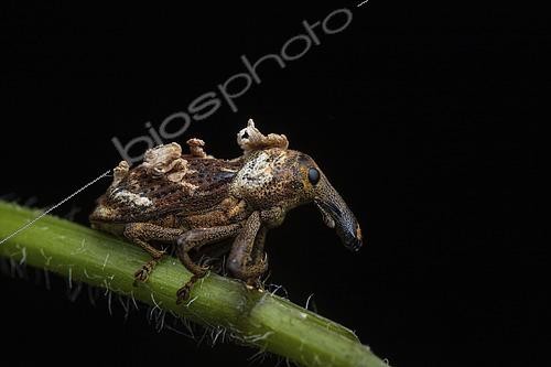 Biosphoto | 2584996 | Weevil, (Cylindralcides saundersii), Poring, Sabah, Borneo, Malaysia | &copy; Frank Deschandol & Philippe Sabine / Biosphoto