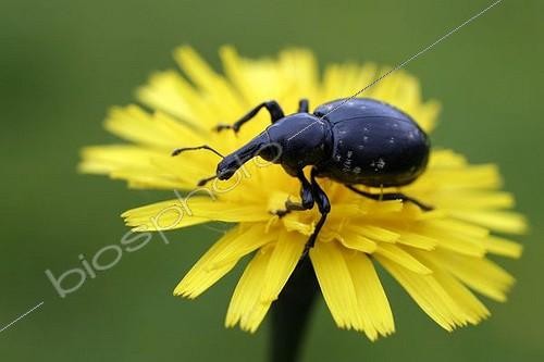 Biosphoto | 1170547 | Weevil (Liparus glabrirostris) on Autumn Hawkbit (Leontodon autumnalis), Zapechova, White Carpathian Mountains, protected landscape area, Biele Karpaty, Slovakia, Europe | &copy; Lydie Gigerichova / imageBROKER / Biosphoto
