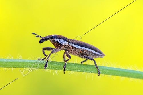 Biosphoto | 2570117 | Weevil (Lixus ochraceus) on a stem in a garden, Lorraine, France | &copy; Stéphane Vitzthum / Biosphoto
