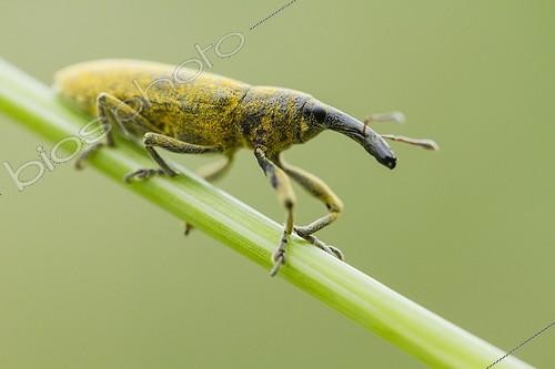 Biosphoto | 1987717 | Weevil on a rod - Provence France  | &copy; Benoît Personnaz / Biosphoto
