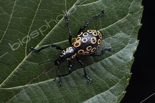 Biosphoto | 2610468 | Weevil (Pachyrhynchus argus) on a leaf, Mt Polis, Luzon, Philippines | &copy; Frank Deschandol & Philippe Sabine / Biosphoto