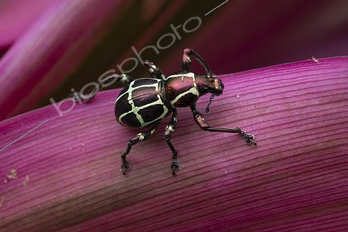Biosphoto | 2610476 | Weevil (Pachyrhynchus rochaorum), in situ, Mt Banahaw, Luzon, Philippines | © Frank Deschandol & Philippe Sabine / Biosphoto