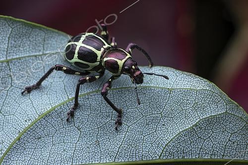 Biosphoto | 2610479 | Weevil (Pachyrhynchus rochaorum) on a leaf, Mt Banahaw, Luzon, Philippines | © Frank Deschandol & Philippe Sabine / Biosphoto