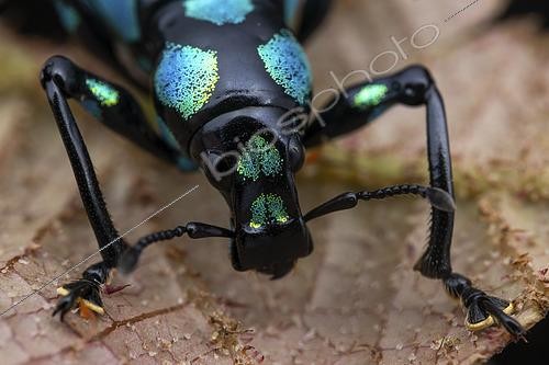 Biosphoto | 2610466 | Weevil (Pachyrhynchus sanchezi), Barlig, Luzon, Philippines | &copy; Frank Deschandol & Philippe Sabine / Biosphoto