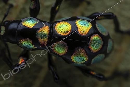 Biosphoto | 2610470 | Weevil (Pachyrhynchus sanchezi), Barlig, Luzon, Philippines | &copy; Frank Deschandol & Philippe Sabine / Biosphoto