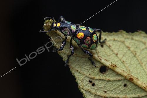 Biosphoto | 2610469 | Weevil (Pachyrhynchus sanchezi) on a leaf, Barlig, Luzon, Philippines | &copy; Frank Deschandol & Philippe Sabine / Biosphoto