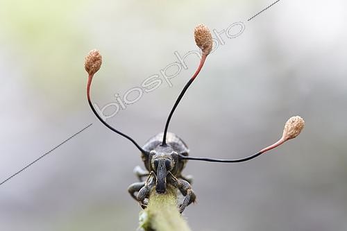 Biosphoto | 2094862 | Weevil parasitized by a Parasitic fungus (Ophiocordyceps curculionum), Iquitos, Loreto, Peru | &copy; Frank Deschandol & Philippe Sabine / Biosphoto