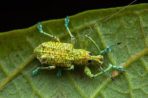 Biosphoto | 2466009 | Weevil (Rhigus speciosus) on a leaf, Montagne de Fer, French Guiana | &copy; Frank Deschandol & Philippe Sabine / Biosphoto