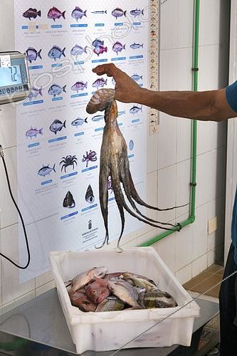 Biosphoto | 2609467 | Weighing an octopus (Octopus vulagris) and freshly caught fish. Fishermen's Guild of El Pris, Nuestra Señora del Carmen. North of Tenerife, Canary Islands. | © Sergio Hanquet / Biosphoto