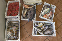 Biosphoto | 2609490 | Weighing fish (groupers, moray eels, blacktail comber, etc.), octopus, and shrimp just arrived at port. Nuestra Señora de la Consolación Fishermen's Guild, Punta de Hidalgo, La Laguna Municipality, northern Tenerife, Canary Islands. | &copy; Sergio Hanquet / Biosphoto
