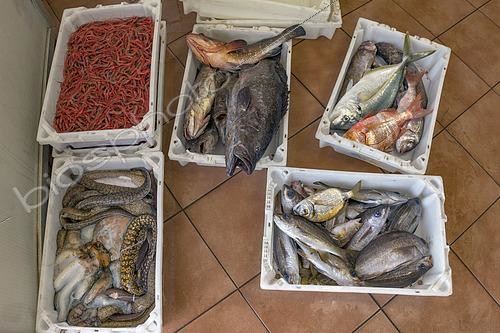 Biosphoto | 2609490 | Weighing fish (groupers, moray eels, blacktail comber, etc.), octopus, and shrimp just arrived at port. Nuestra Señora de la Consolación Fishermen's Guild, Punta de Hidalgo, La Laguna Municipality, northern Tenerife, Canary Islands. | © Sergio Hanquet / Biosphoto