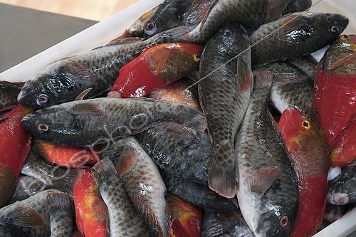 Biosphoto | 2609470 | Weighing freshly caught fish (parrotfish, Sparisoma cretense). Nuestra Señora del Carmen Fishermen's Guild, El Pris, Municipality of Tacoronte, north of Tenerife, Canary Islands. | © Sergio Hanquet / Biosphoto
