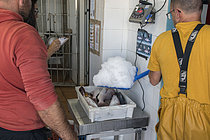 Biosphoto | 2609489 | Weighing of fish just arrived at the port. Nuestra Señora de la Consolación Fishermen's Guild, Punta de Hidalgo, La Laguna Municipality, northern Tenerife, Canary Islands. | &copy; Sergio Hanquet / Biosphoto