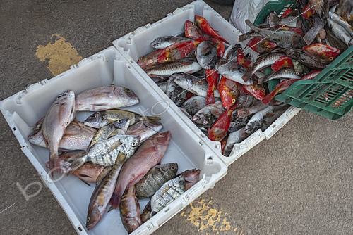 Biosphoto | 2609469 | Weighing of freshly caught fish (parrotfish, sea bream, blacktail comber, pink dentex, etc.). Nuestra Señora del Carmen Fishermen's Guild, El Pris, Municipality of Tacoronte, north of Tenerife, Canary Islands. | © Sergio Hanquet / Biosphoto