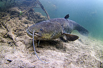 Biosphoto | 2609701 | Wels catfish (Silurus glanis) in the Cher river, city of Noyers-sur-cher, France | &copy; Bruno Guénard / Biosphoto