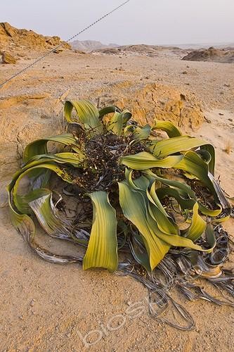 Biosphoto | 1957768 | Welwitschia - Désert du Namib Namibie | &copy; Juan-Carlos Muñoz / Biosphoto