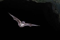 Biosphoto | 2588308 | Western Barbastelle (Barbastella barbastellus) emerging from a cavity. Calvados, Normandy, France. | &copy; Michael Adam / Biosphoto