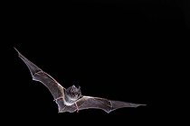 Biosphoto | 2588309 | Western Barbastelle (Barbastella barbastellus) emerging from a cavity. Calvados, Normandy, France. | &copy; Michael Adam / Biosphoto