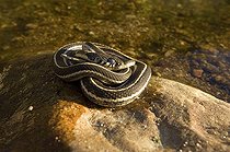 Biosphoto | 1250326 | Western blackneck gartersnake on bank New Mexico USA | &copy; Daniel Heuclin / Biosphoto