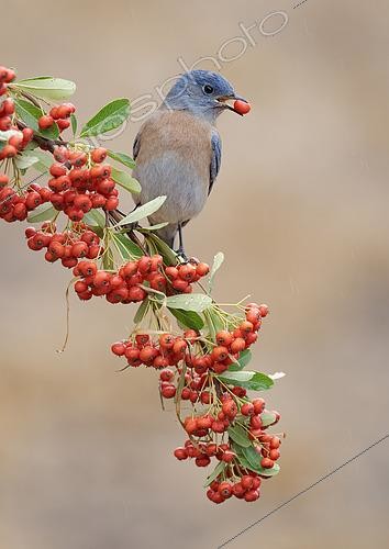 Biosphoto | 2589962 | Western Bluebird (Sialia mexicana) feeding on red berries, California, USA | &copy; Alan Murphy / BIA / Biosphoto