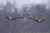 Biosphoto | 1266389 | Western Buzzard flying from one branch in winter France  | &copy; Bruno Cavignaux / Biosphoto