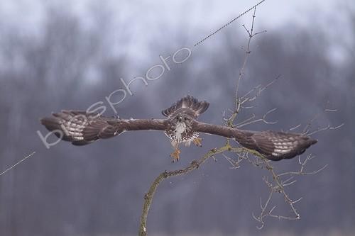 Biosphoto | 1266389 | Western Buzzard flying from one branch in winter France  | &copy; Bruno Cavignaux / Biosphoto
