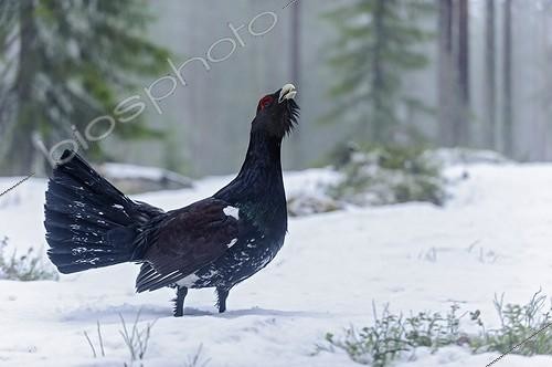 Biosphoto | 2008010 | Western capercaillie in snow - Finland | &copy; Jean-Paul Chatagnon / Biosphoto