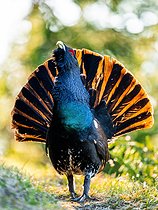 Biosphoto | 2601916 | Western Capercaillie (Tetrao urogallus) displaying. Slovakia, Tatra Mountains. | &copy; Ervin Horesnyík / Biosphoto