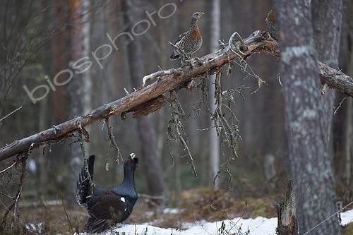 Biosphoto | 2553585 | Western capercaillie (Tetrao urogallus), cock mating on snowfield in boreal coniferous forest, hen sitting on tree trunk, Kainuu, Finland, Europe | &copy; Franz Christoph Robiller / imageBROKER / Biosphoto