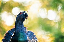 Biosphoto | 2601917 | Western Capercaillie (Tetrao urogallus) face to face. Slovakia, Tatra Mountains. | &copy; Ervin Horesnyík / Biosphoto