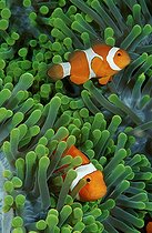 Biosphoto | 750550 | Western clown anemonefish, Komodo Island Indian Ocean, Indonesia | &copy; Wolfgang Poelzer / WaterFrame / Biosphoto